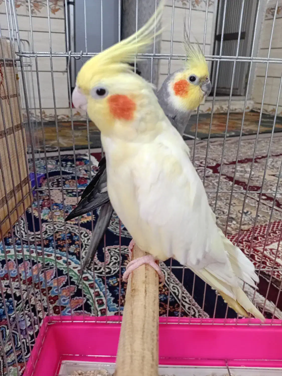 جفت عروس پاریس مولدباجوجه|پرنده|اهواز, منبع اب|دیوار