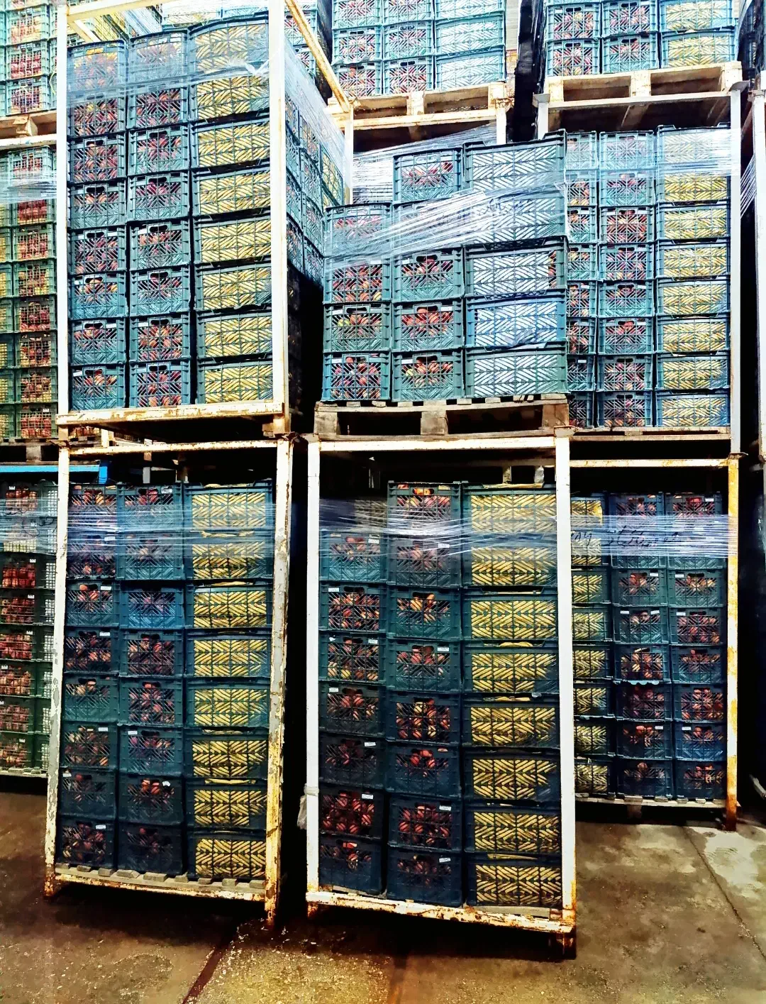 سیب درختی|خوردنی و آشامیدنی|شاهین‌شهر, برخوار غرب|دیوار