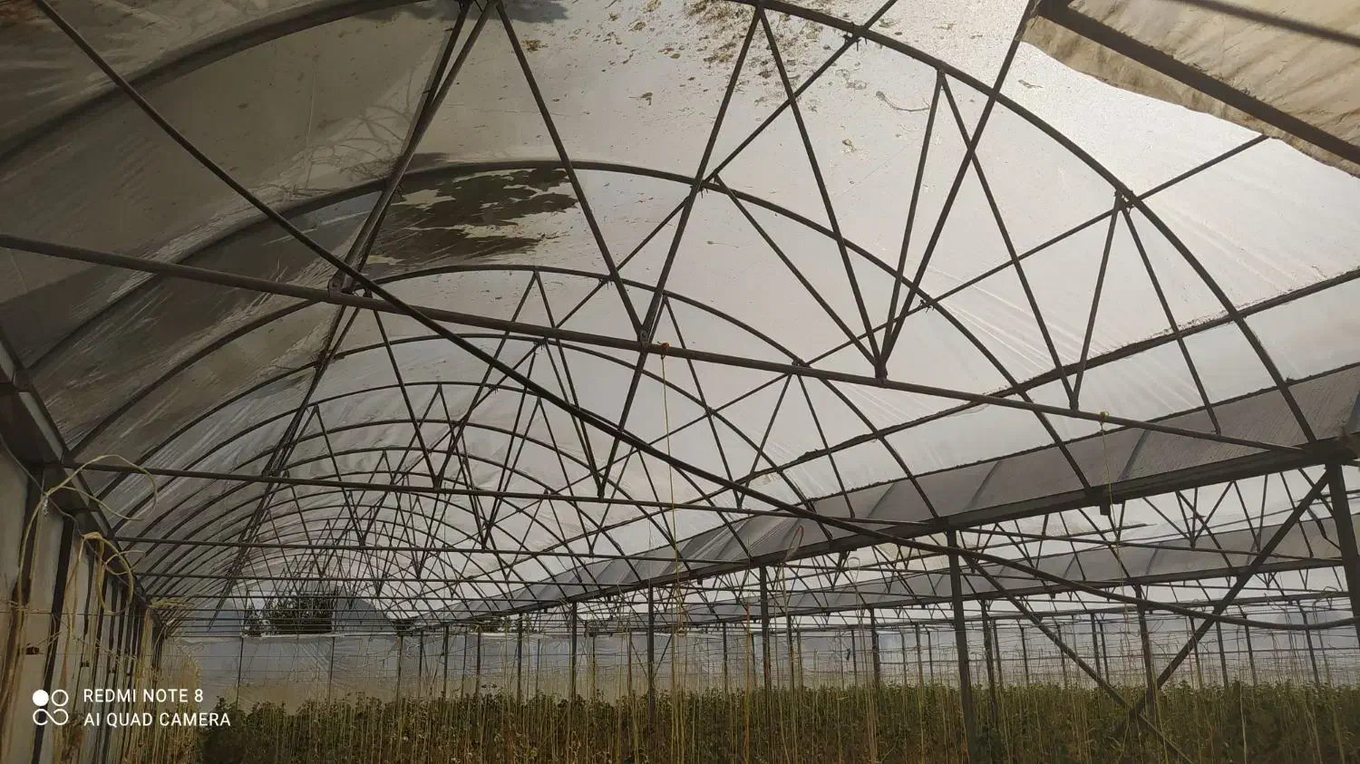 سازه گلخانه|عمده‌فروشی|جلگه رخ, |دیوار