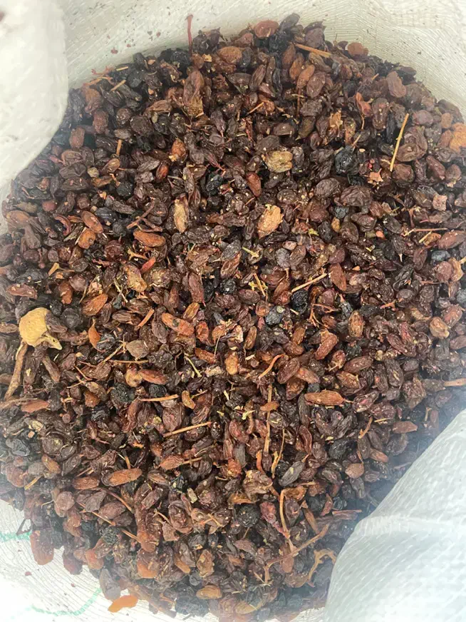 کشمش افتابی و گله کاشمری تربت جام|خوردنی و آشامیدنی|تربت جام, علوی|دیوار