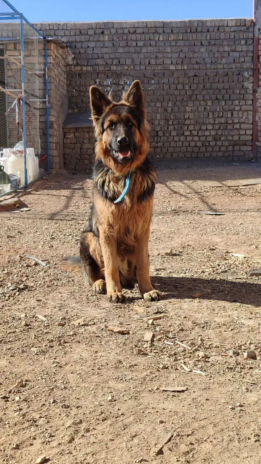 سگ ژرمن دهن پاک|سگ|ساوه, |دیوار