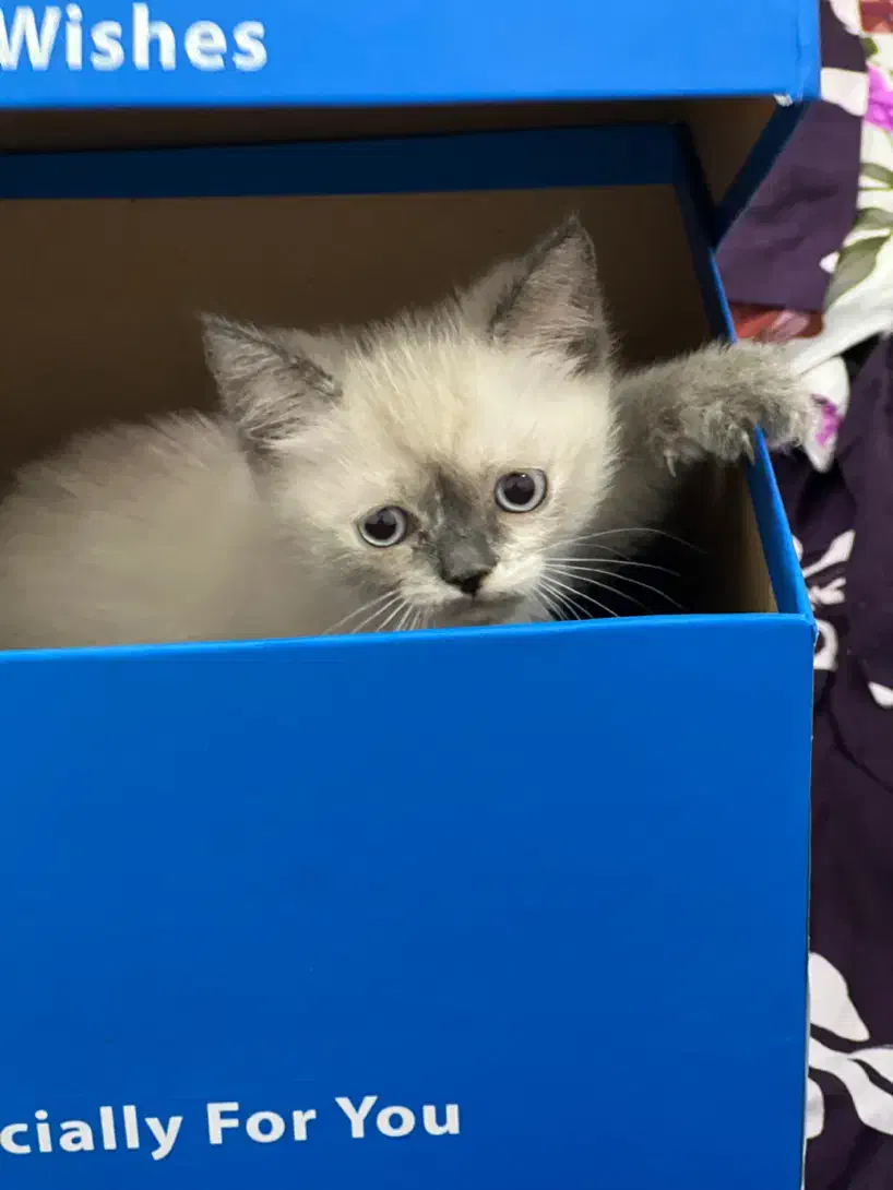 گربه سیامی و اسکاتیش|گربه|بندرعباس, |دیوار