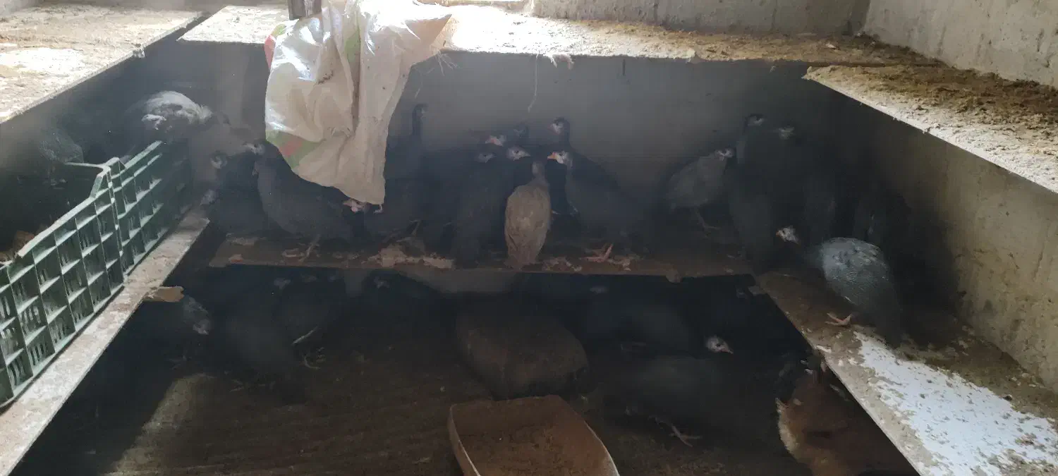 فروش مرغ شاخدار|حیوانات مزرعه|بابل, |دیوار