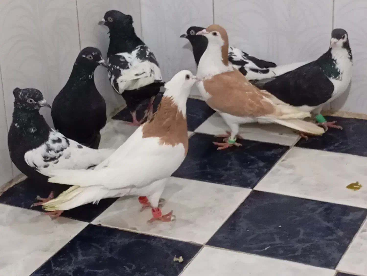 کبوتررنگی|پرنده|خرمشهر, |دیوار