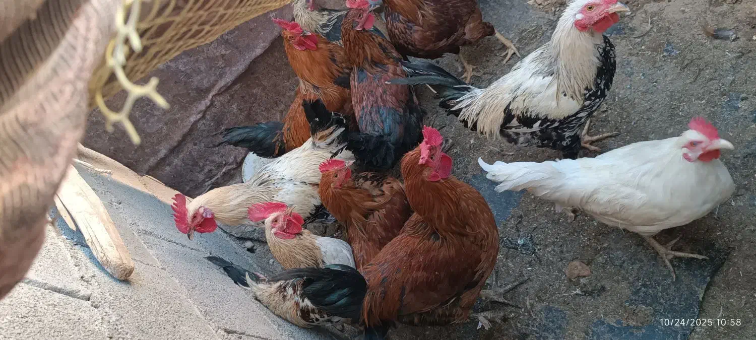 خروس بزرگ|حیوانات مزرعه|گوآور, |دیوار