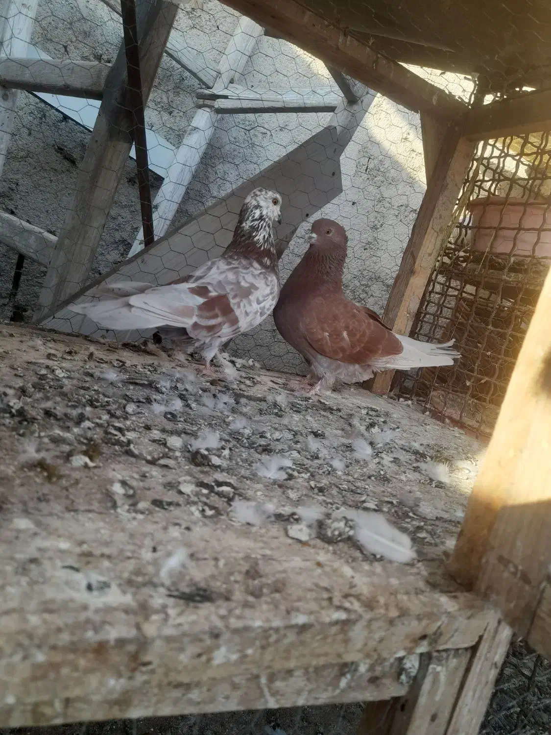 کبوتر پرشی|پرنده|گرگان, |دیوار