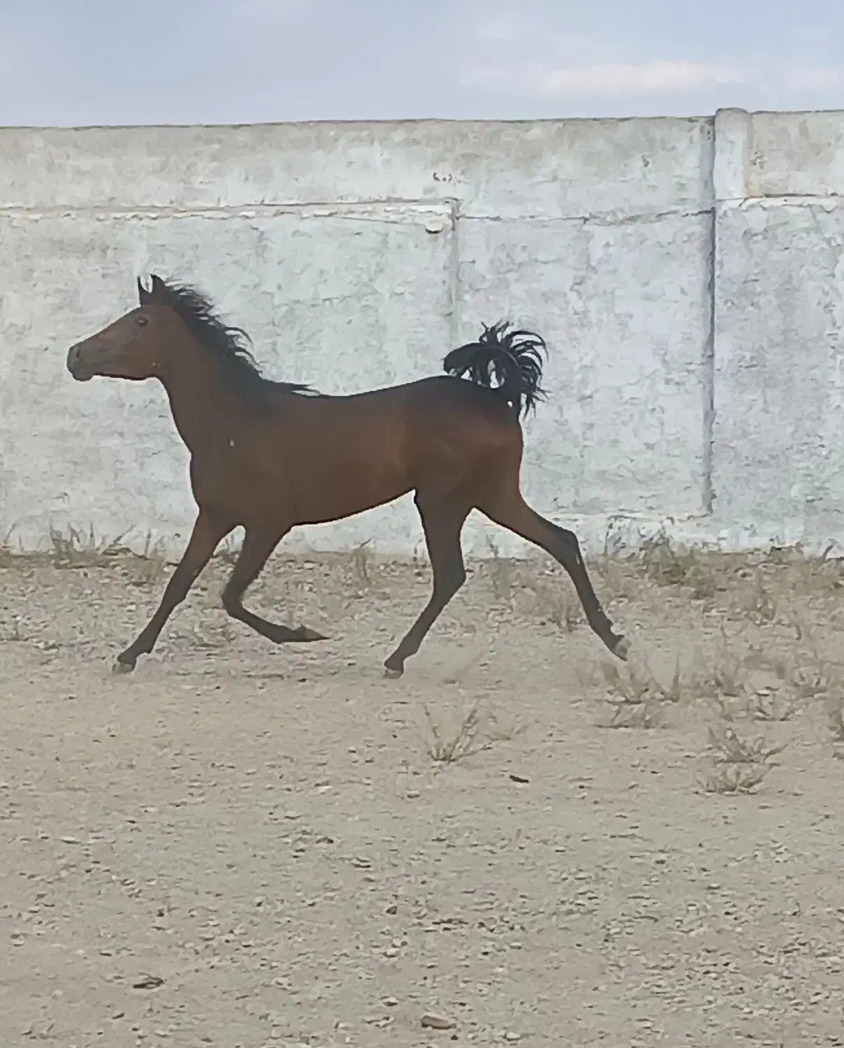 یک راس مادیان کردبهمراه ۲ راس کره  مدرک دار|اسب و تجهیزات اسب‌سواری|گلپایگان, |دیوار