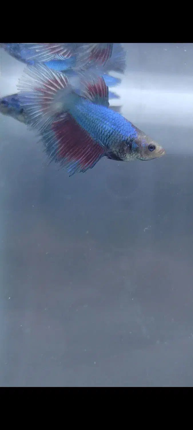 فروش پک های 5 عددی فایتر ماده|ماهی|شیراز, شهرک بهار|دیوار