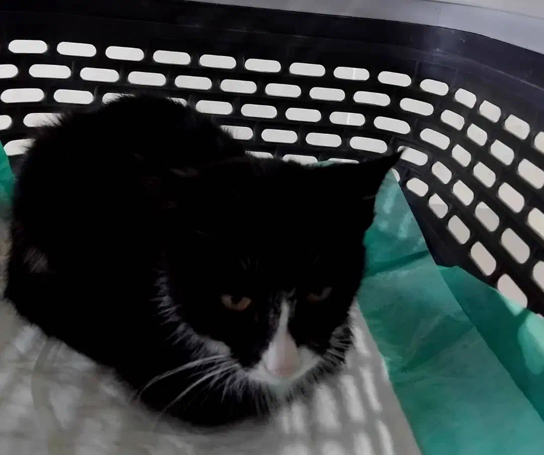 واگذاری رایگان توله ی خوشگل|گربه|کرج, کوی مهر|دیوار