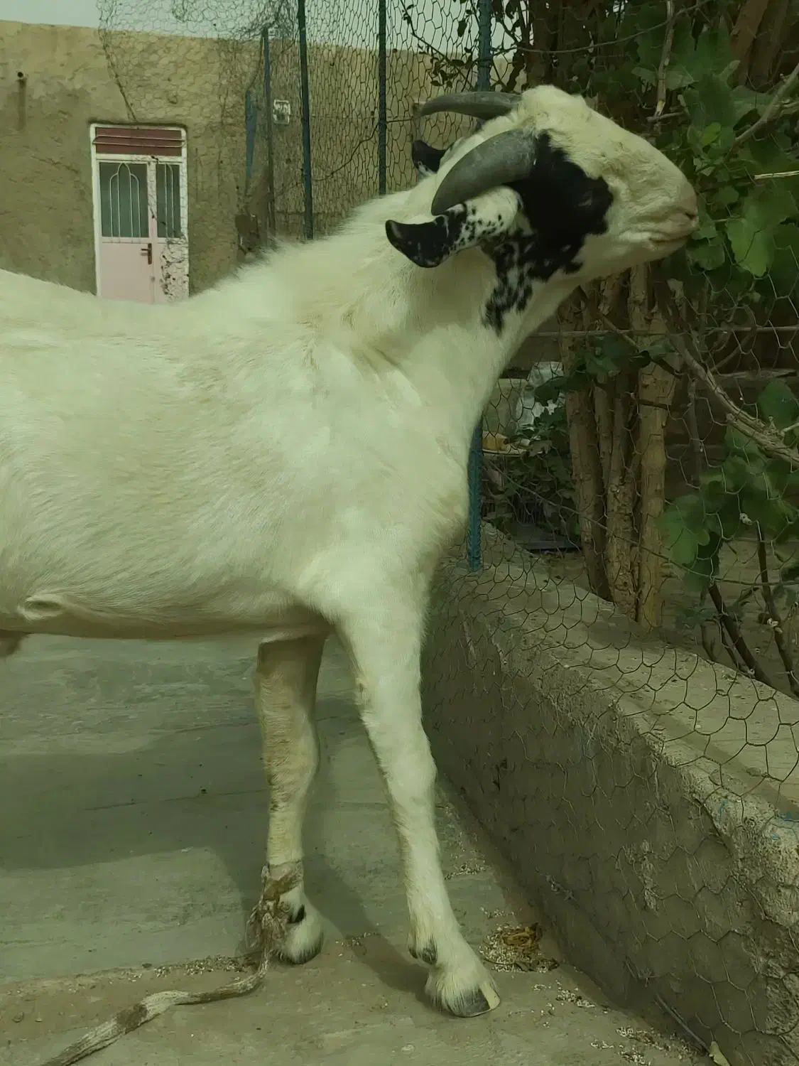 کهره نر|حیوانات مزرعه|زهک, |دیوار