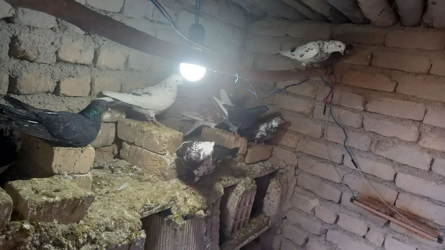 کبوتر|پرنده|گیان, |دیوار