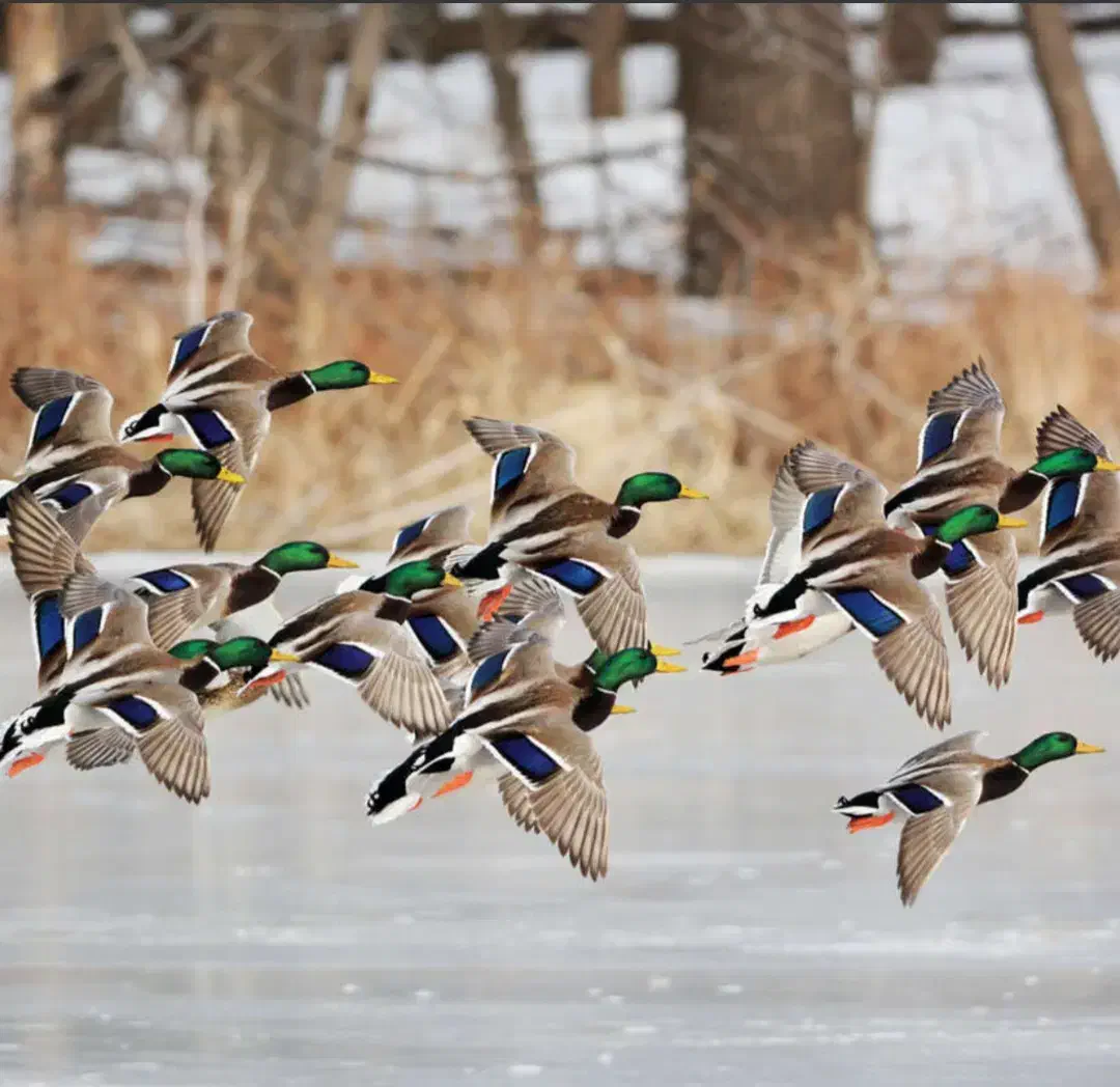 اردک کله سبز پروازی|حیوانات مزرعه|رشت, منظریه|دیوار