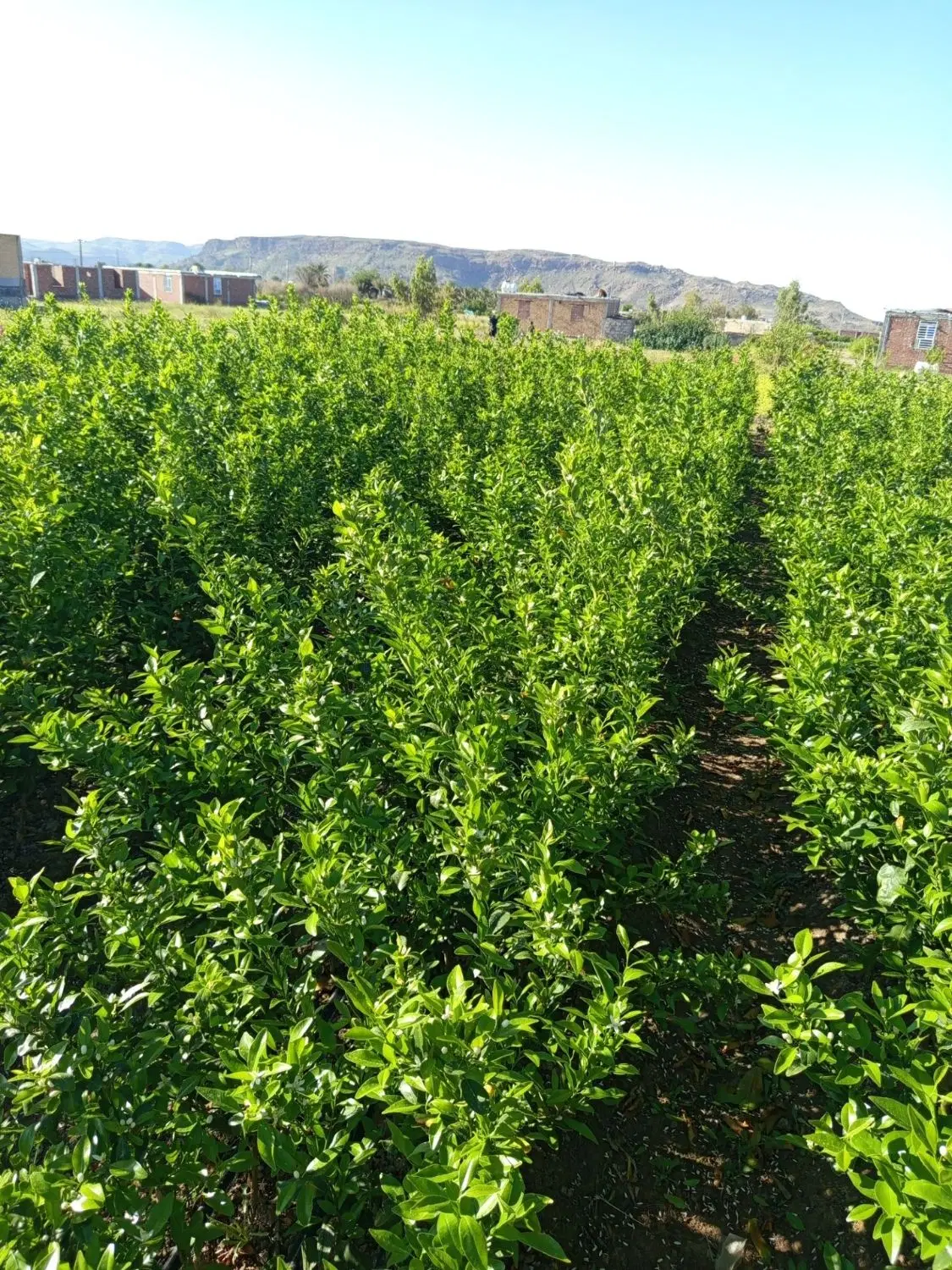نهال|گل و گیاه طبیعی|جیرفت, |دیوار