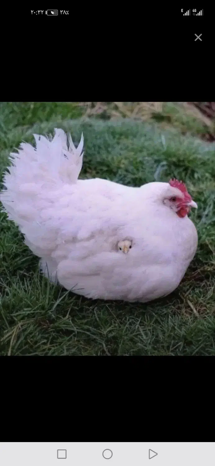 خروس گمشده|حیوانات|نیشابور, مازول|دیوار