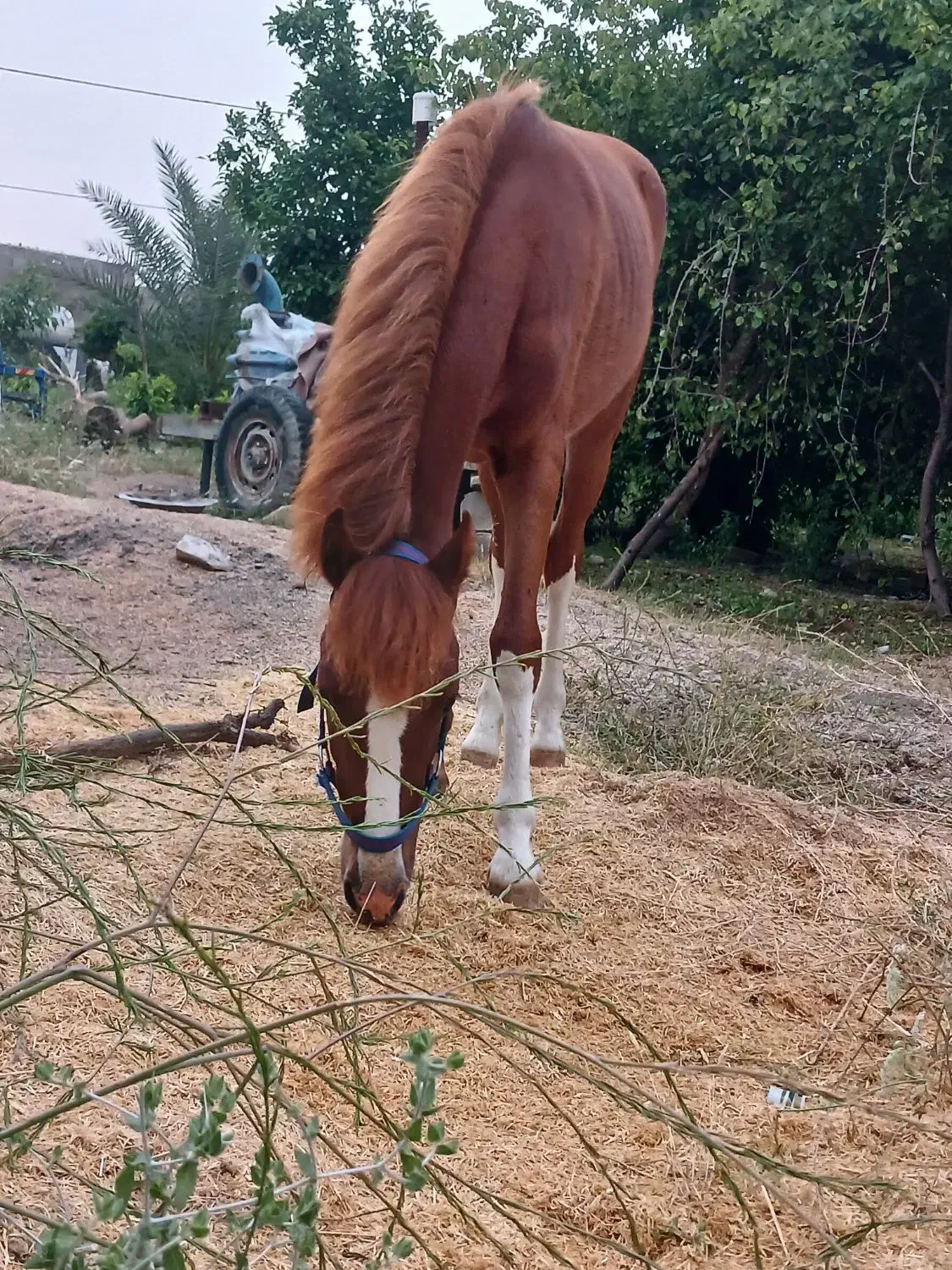 اسب نریون|اسب و تجهیزات اسبسواری|ایذه, |دیوار