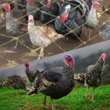 بغلمون|حیوانات مزرعه|اسفراین, |دیوار