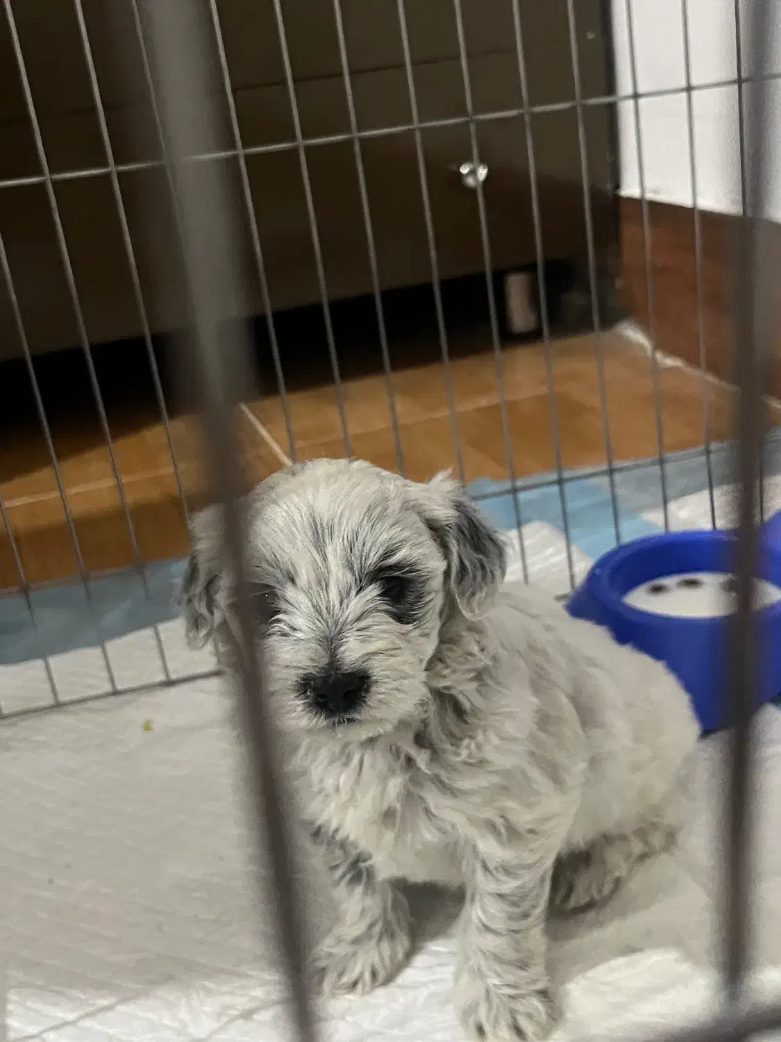 سگ مینیاتوری|سگ|سهند, |دیوار