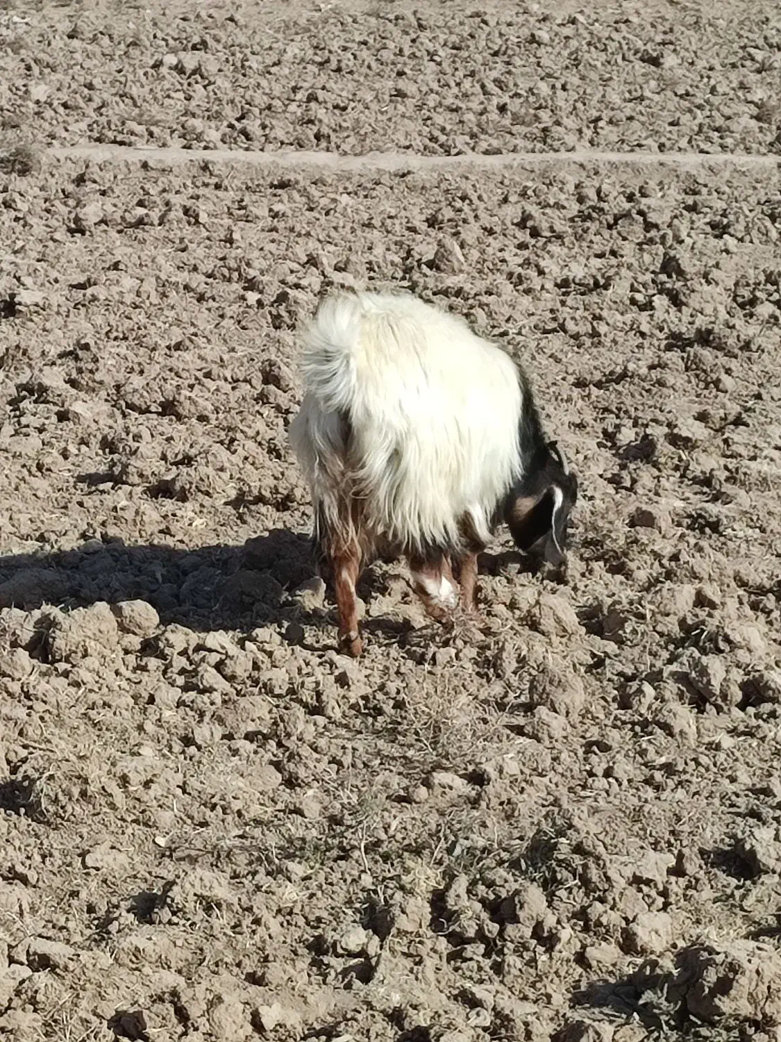 بز فروشی|حیوانات مزرعه|خوسف, |دیوار