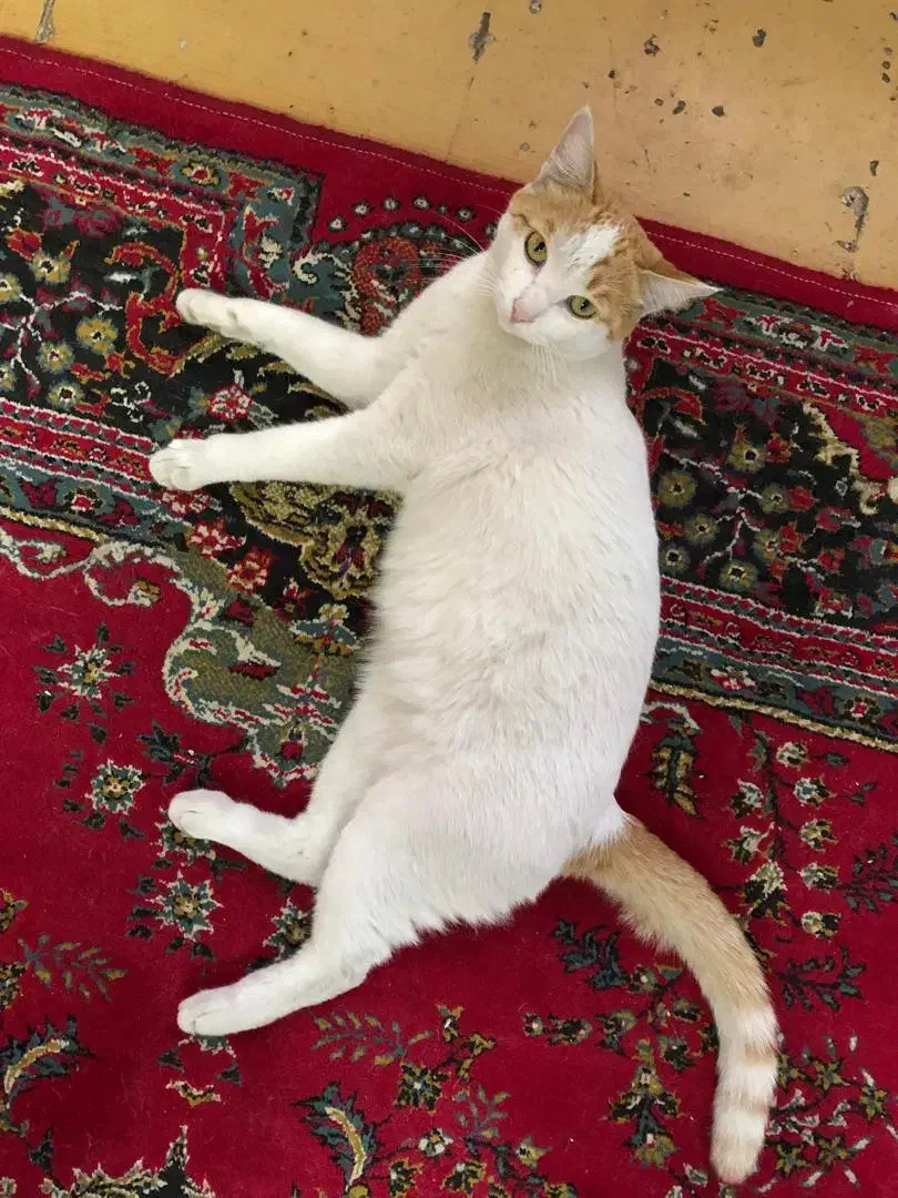 واگذاری رایگان گربه خانگی|گربه|بابل, |دیوار