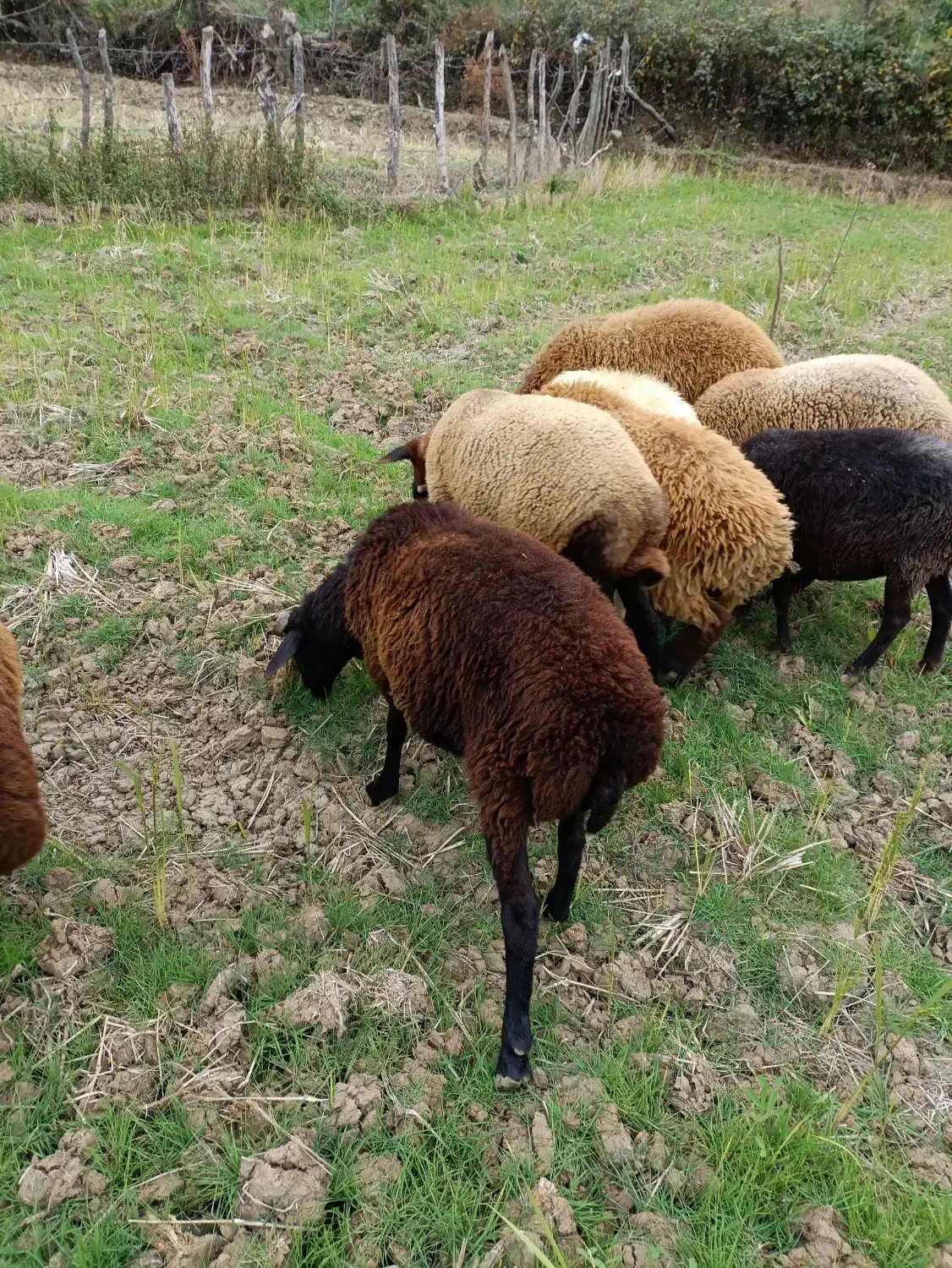 گوسفند بره نر|حیوانات مزرعه|پایین هولار, |دیوار