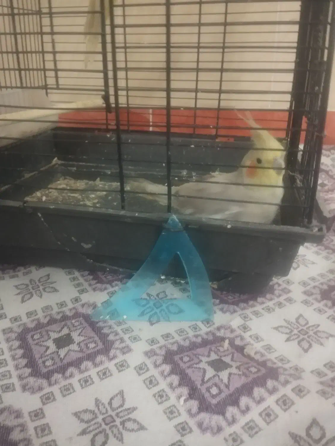 عروس هلندی|پرنده|قنوات, |دیوار