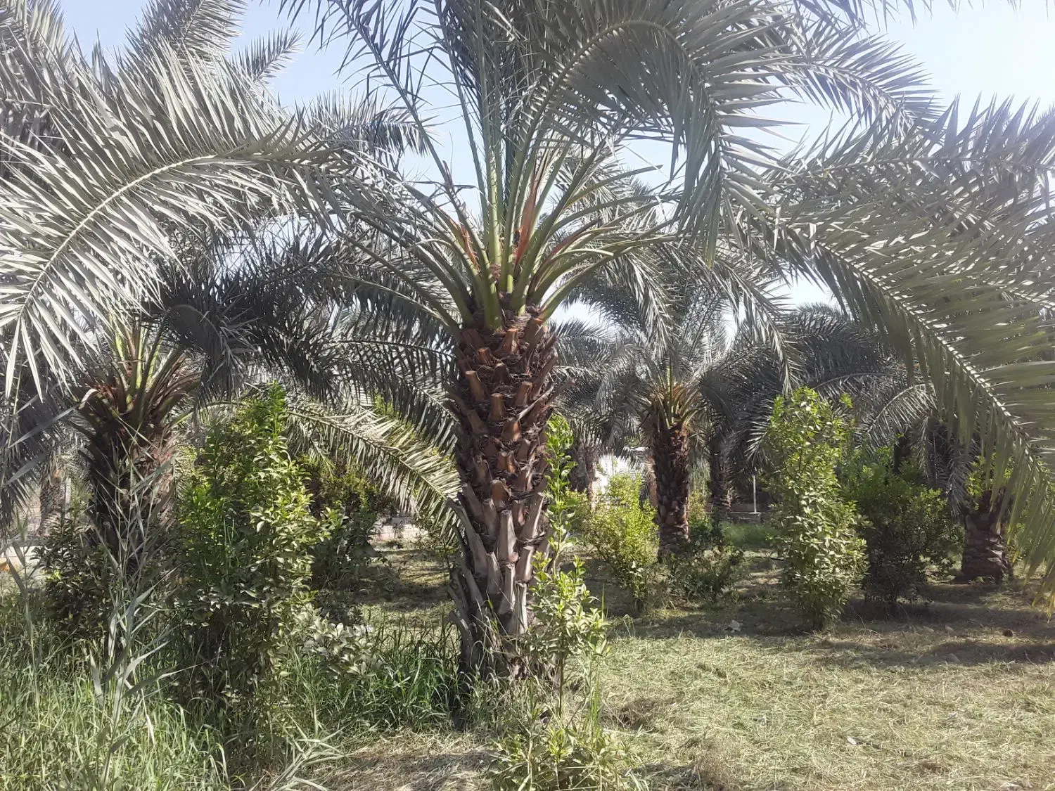 باغبانی.|خدمات باغبانی و درختکاری|شوشتر, |دیوار