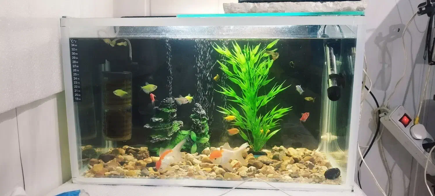 آکواریوم زیبا و شیک|ماهی|ایلام, |دیوار