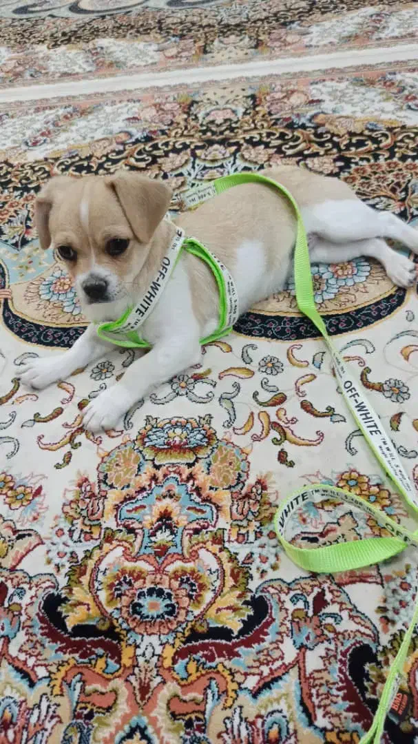 سگ خانگی|سگ|آباده, |دیوار