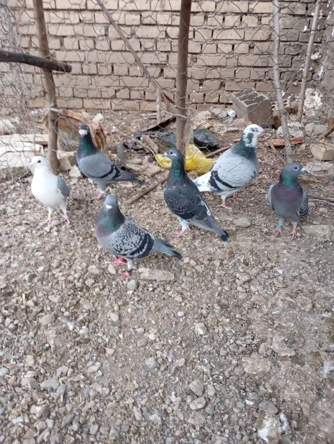 کبوتر مسافتی|پرنده|خان ببین, |دیوار