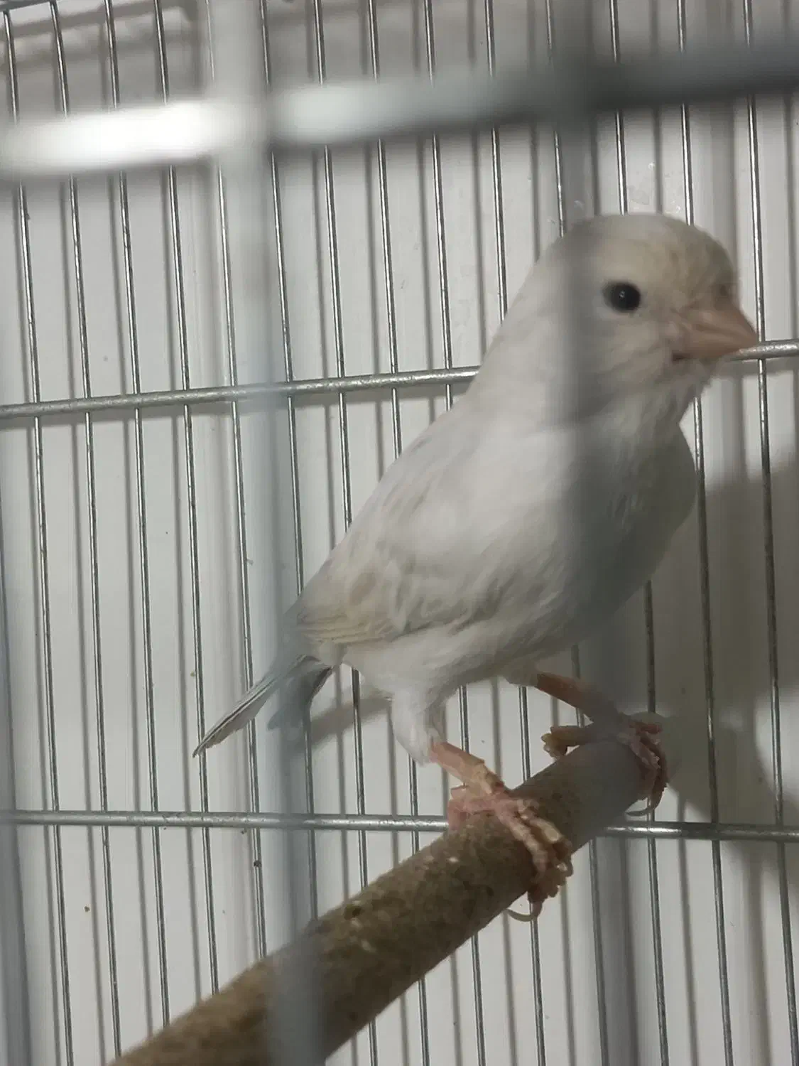 قناری ماده سیلور|پرنده|شیراز, نصر|دیوار