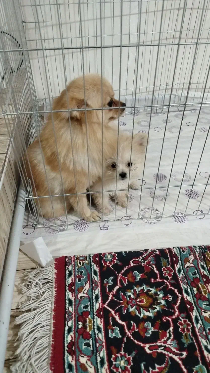 توله سگ پامرانین خرسی توله سگ پامرانین|سگ|نسیم‌شهر, |دیوار