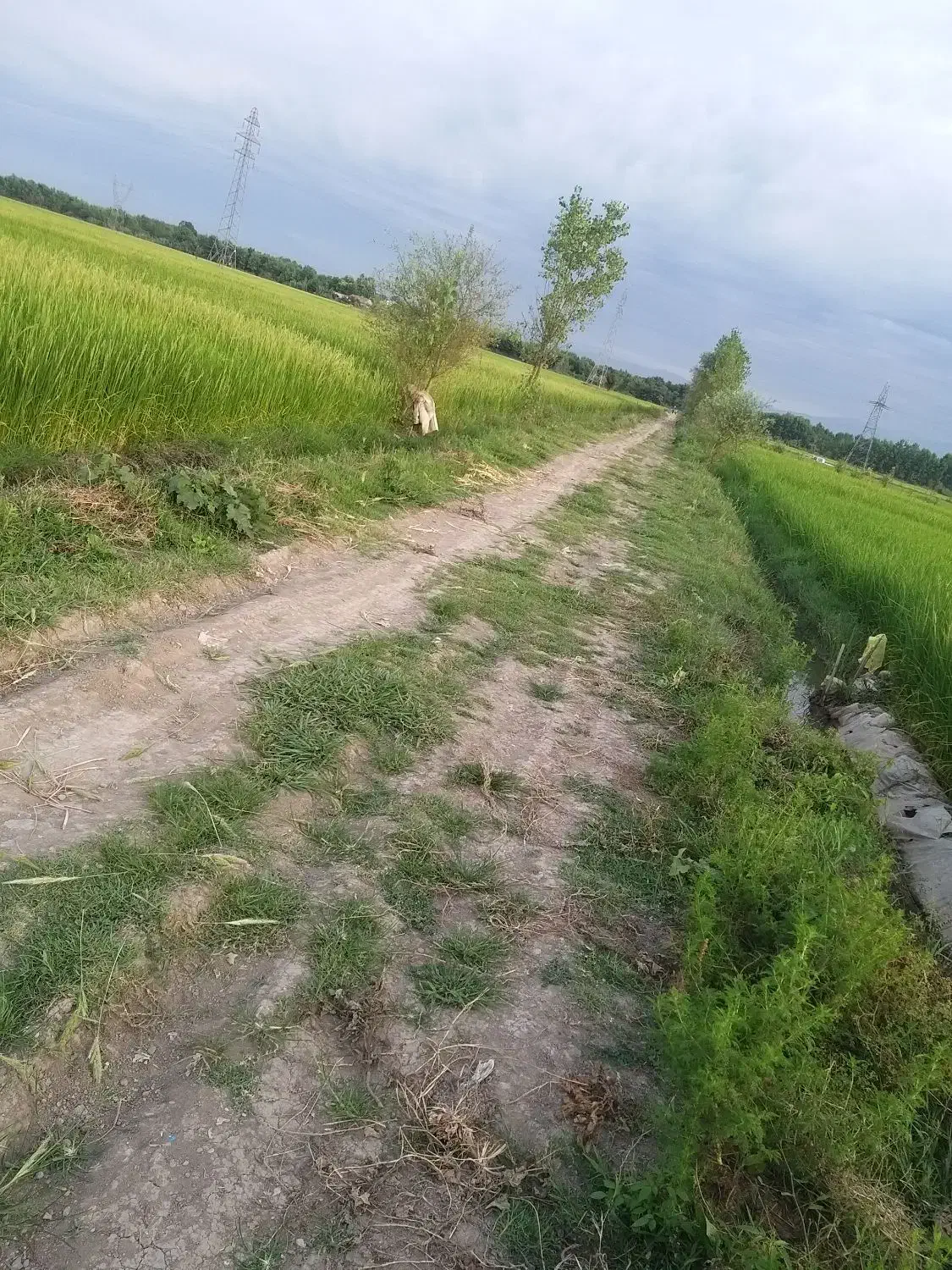 زمین کشاورزی(بیجار)|فروش دفتر صنعتی، کشاورزی، تجاری|رشت, شهریاران|دیوار