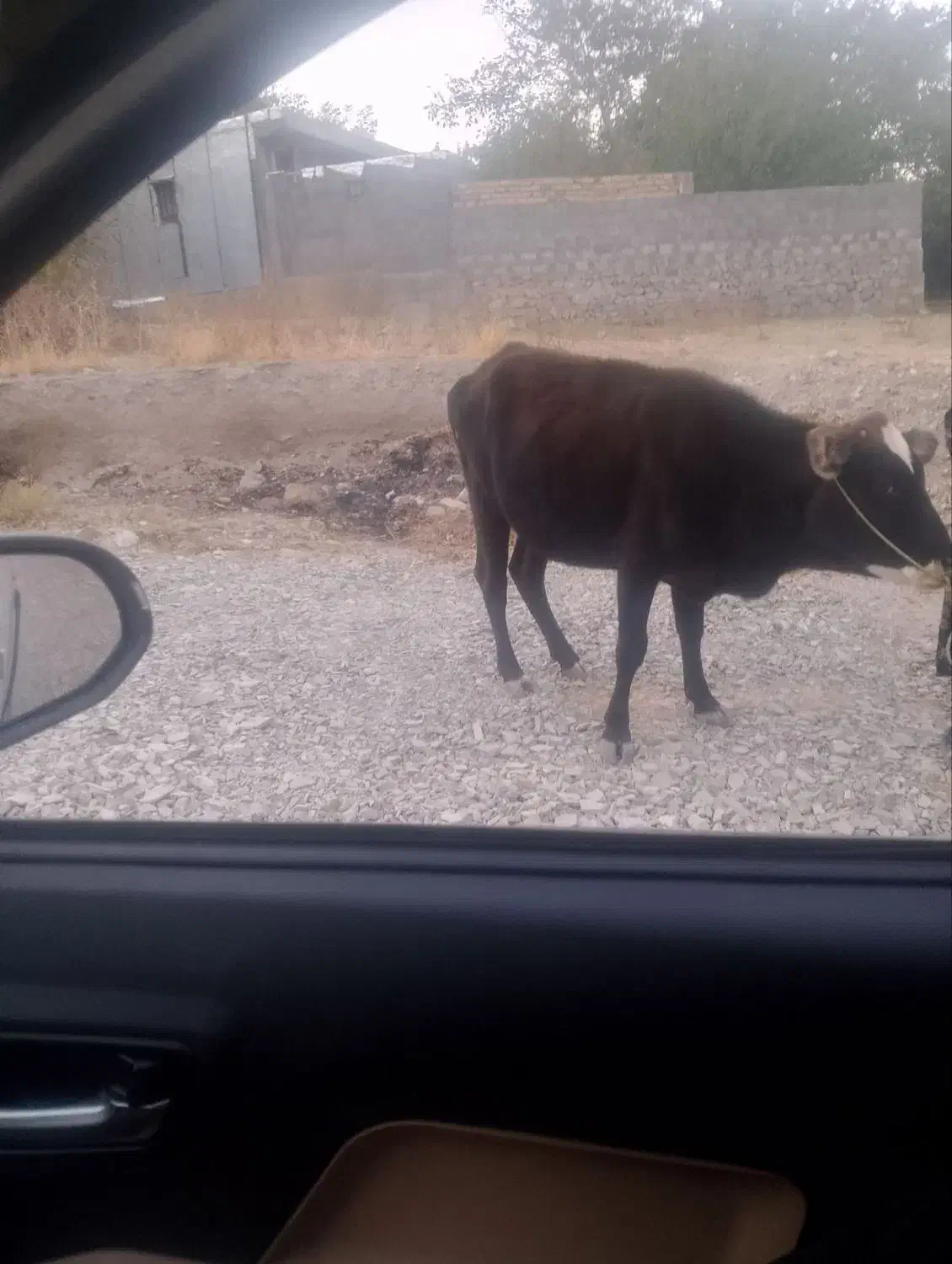 یک گاو ماده ویک گوساله نر|حیوانات مزرعه|بم, |دیوار