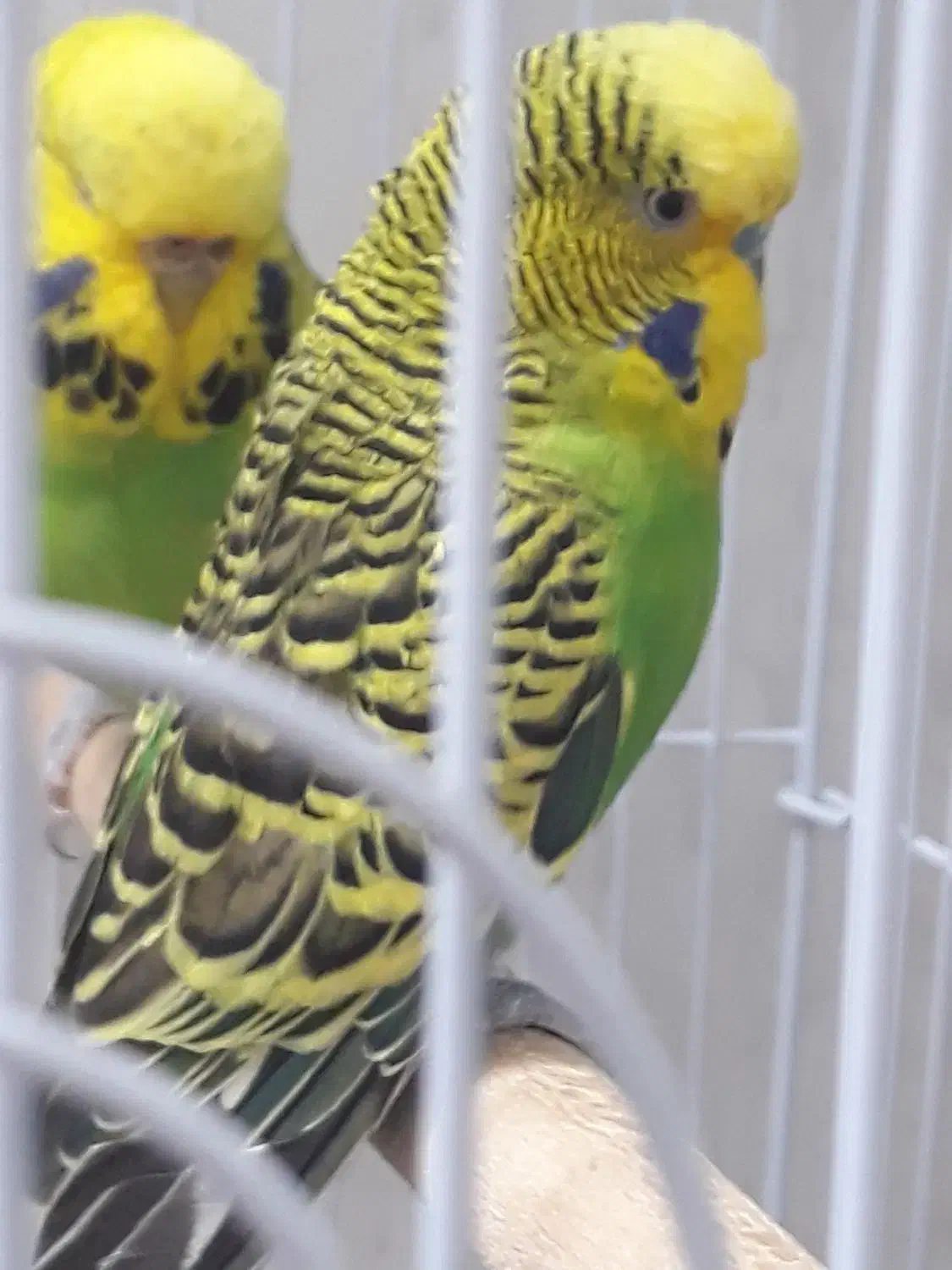 مرغ عشق انگلیسی|پرنده|تهران, راه آهن|دیوار