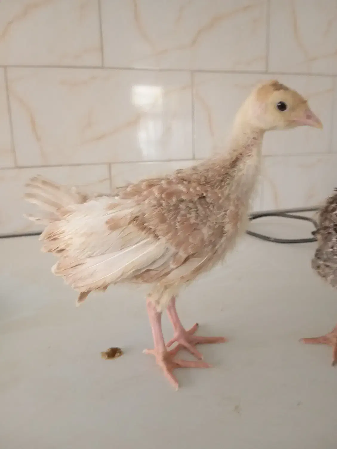 جوجه بوقلمون برنز و بوربون واکسن خورده|حیوانات مزرعه|تهران, استاد معین|دیوار