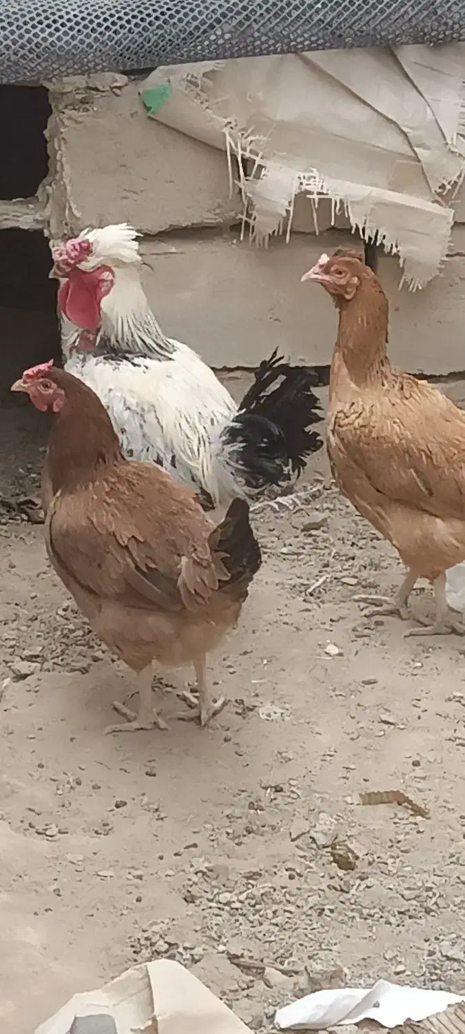 یه خروس و دو ماده مرغ|حیوانات مزرعه|خاش, |دیوار