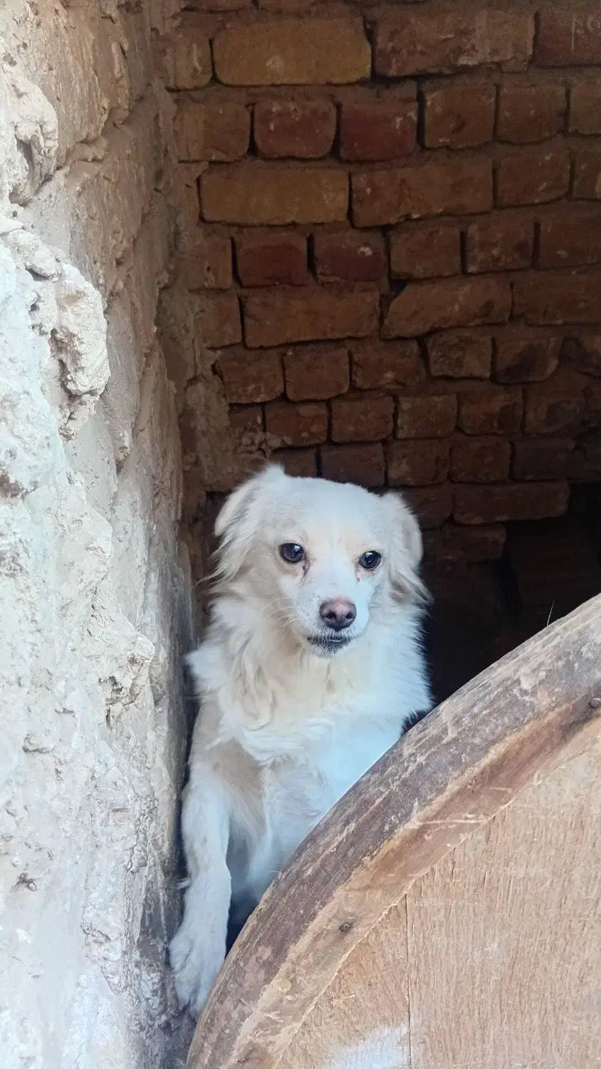 سگ پاکوتاه|سگ|آران و بیدگل, |دیوار