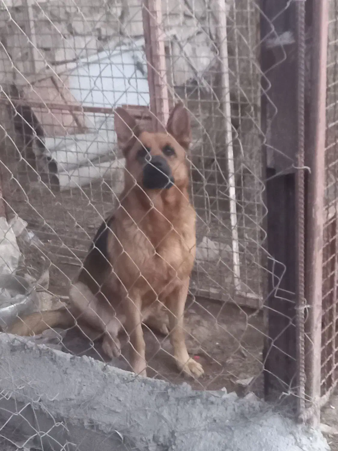 سگ ماده ژرمن شیپر کلاس A|سگ|اهواز, فدک|دیوار