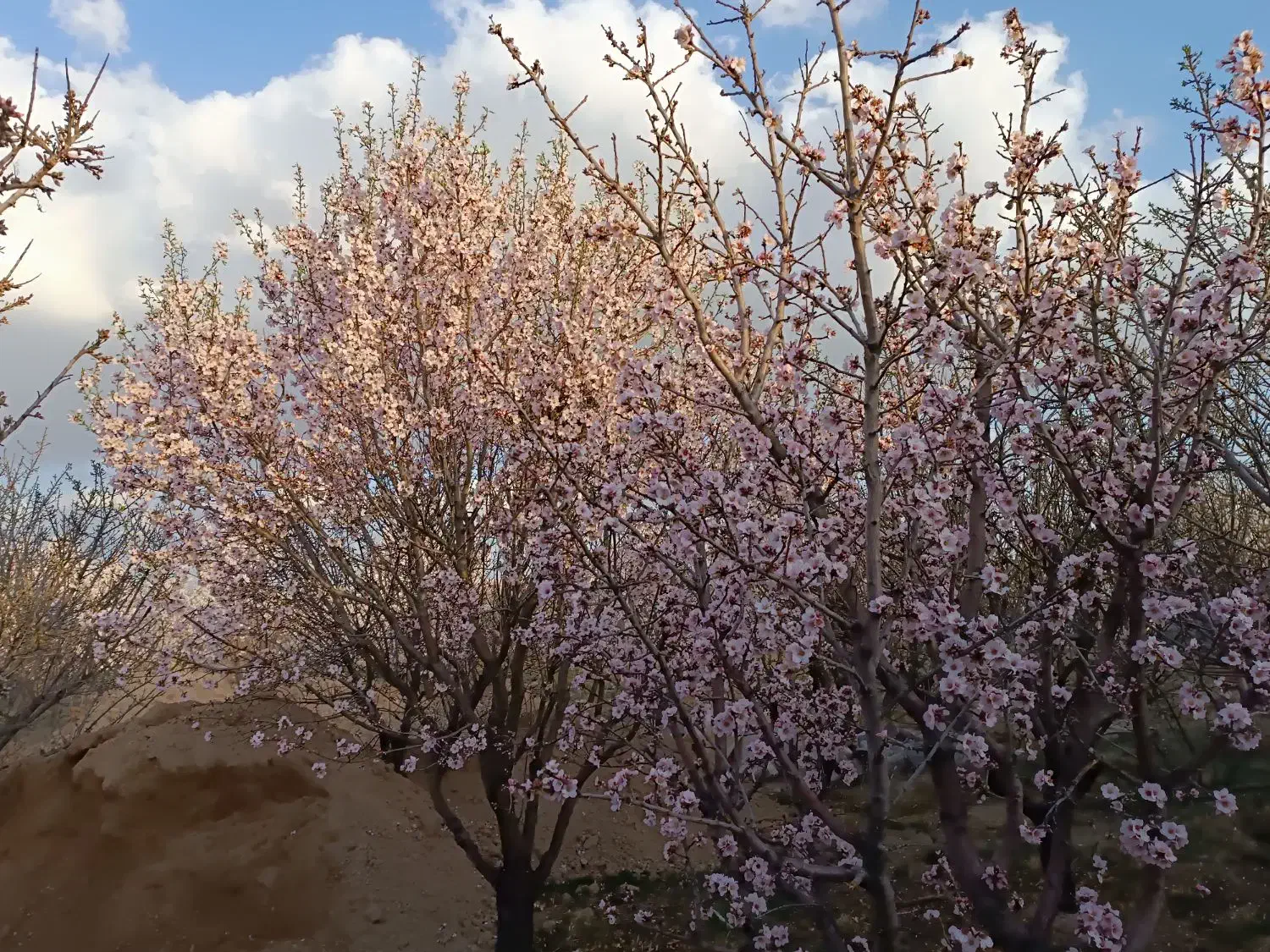 واگذاری باغ بادام و پسته در ینگی کند|اجارهٔ دفتر صنعتی، کشاورزی، تجاری|خسروشاه, |دیوار