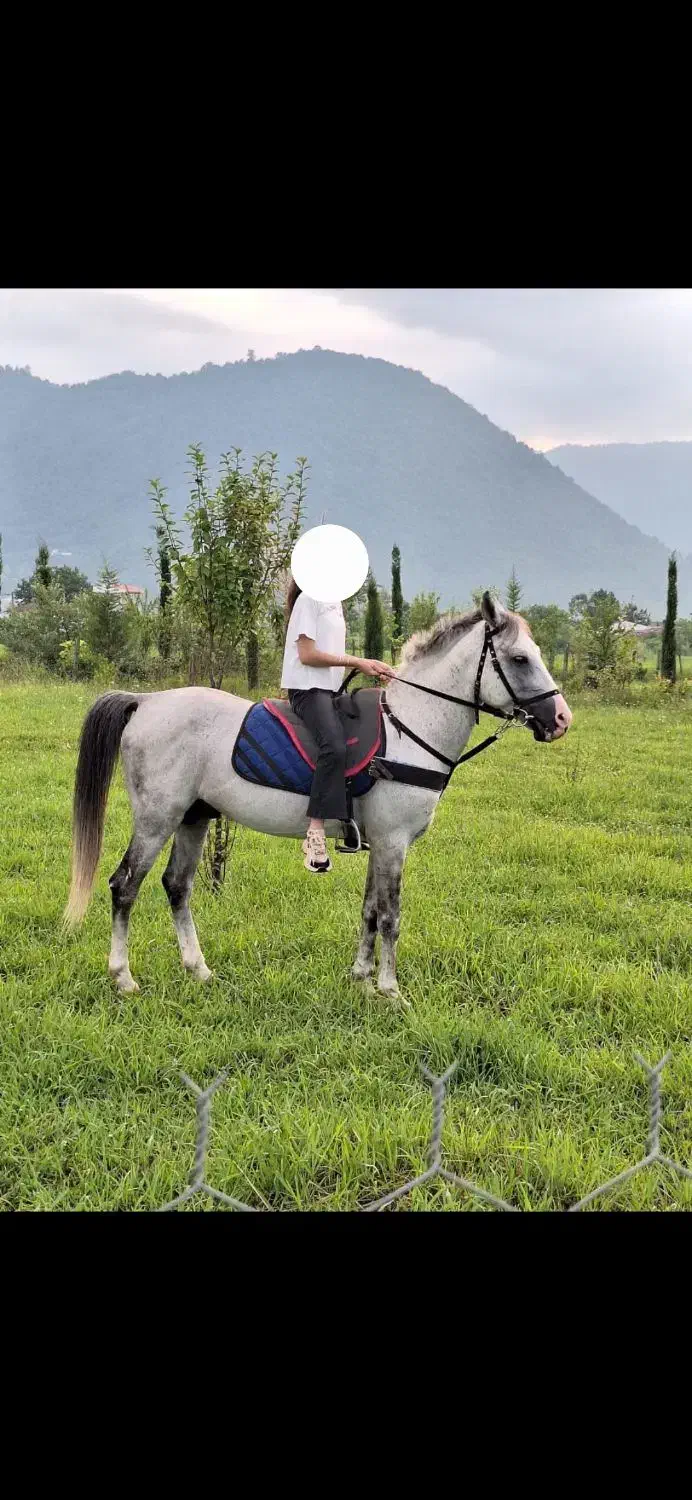 فروش یک راس نریان قد بلند و آرام نیلی رنگ|اسب و تجهیزات اسبسواری|ماسال, |دیوار