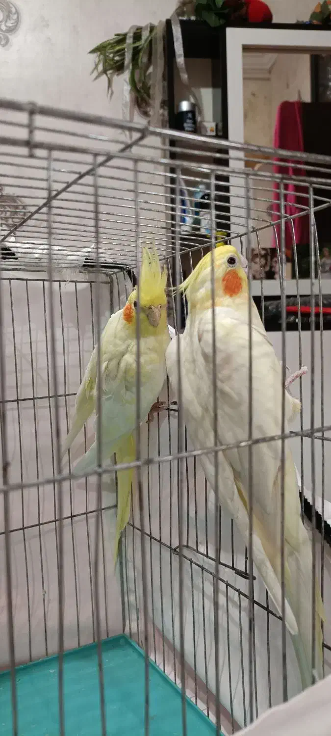 عروس هلندی لوتینو|پرنده|رشت, سیا اسطلخ|دیوار