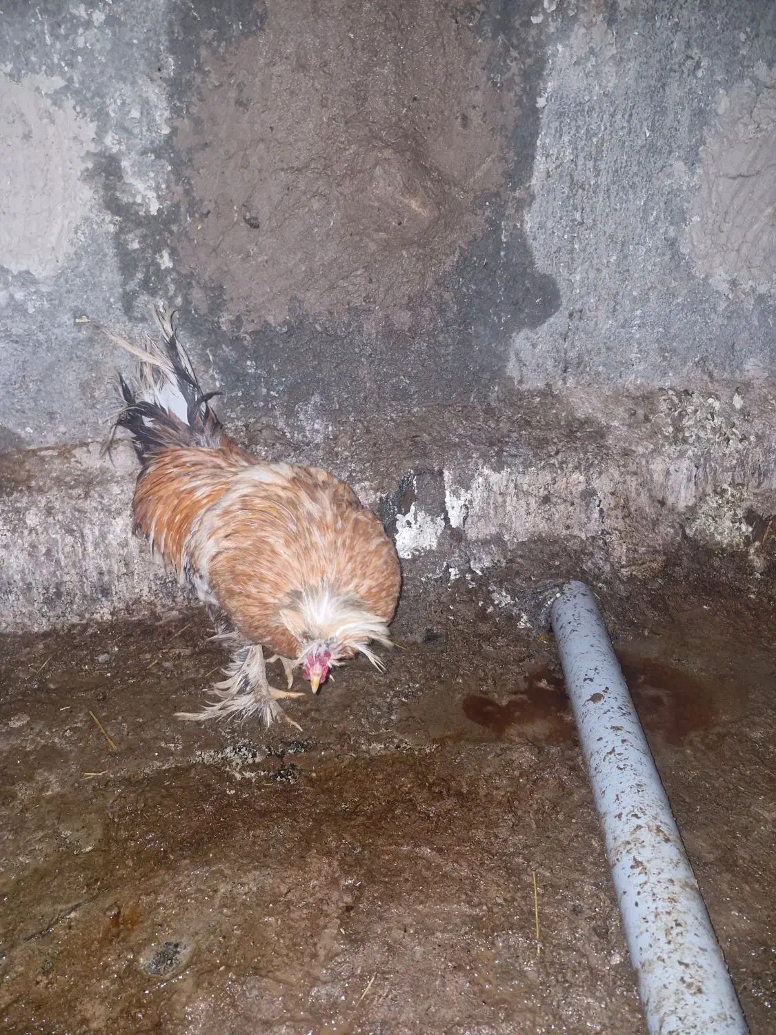 خروس|حیوانات مزرعه|فلاورجان, |دیوار