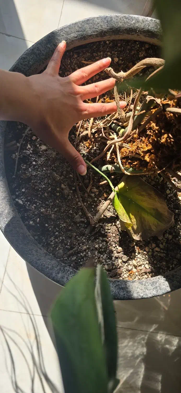 گلدان سفالی|گل و گیاه طبیعی|مشهد, کوشش|دیوار