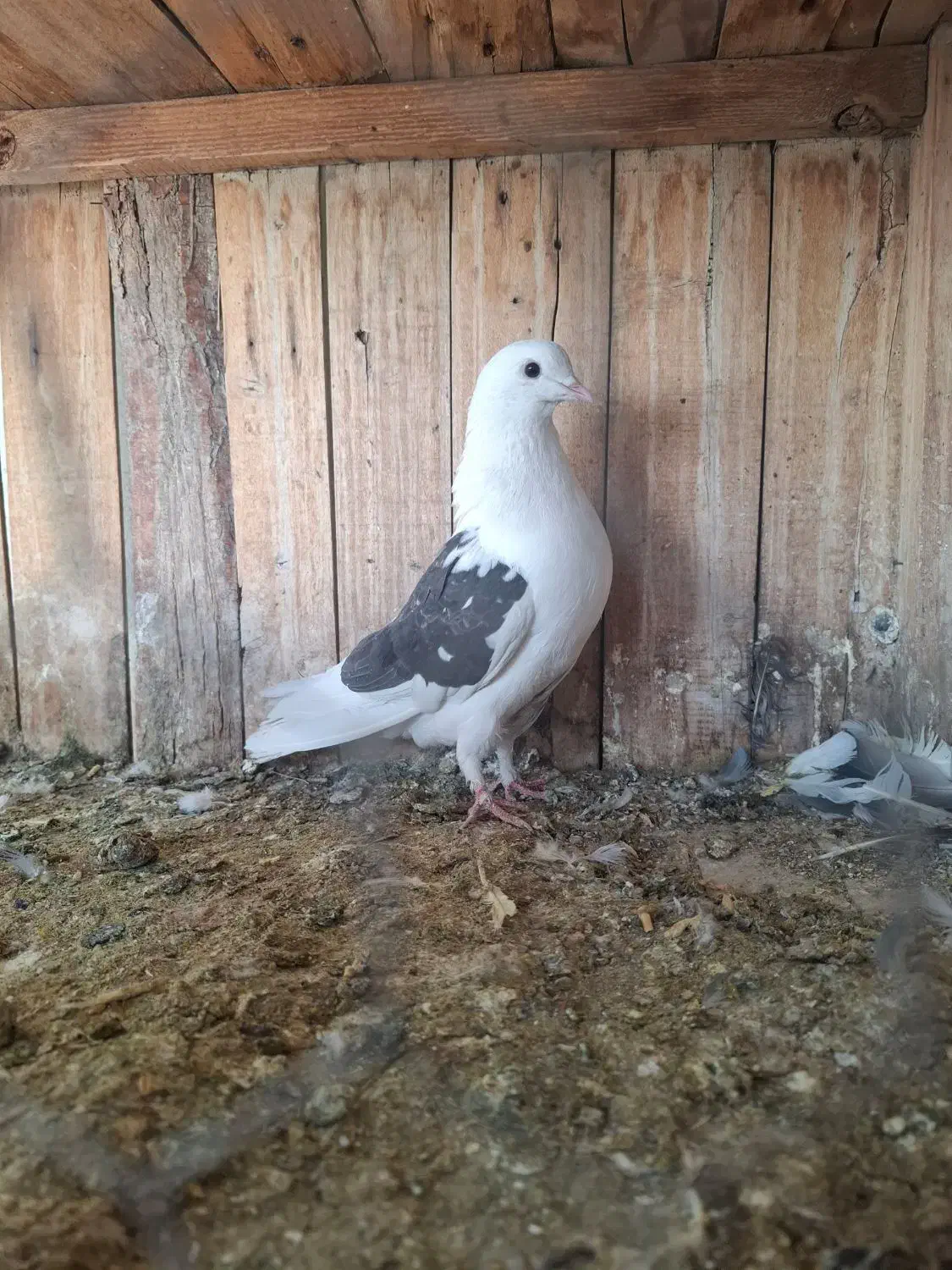 طوقی،رواعب|پرنده|قم, شهرک مهدیه (مدرس)|دیوار