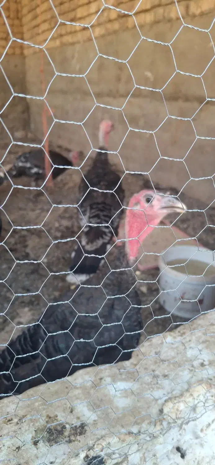 پنج تا بوقلمون ماده و یک مرغ و خروس برهما|حیوانات مزرعه|ساوه, |دیوار