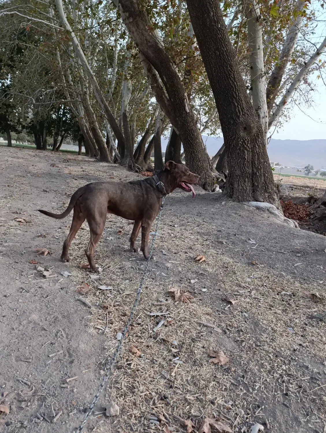 سگ پیتبول|سگ|بیضا, |دیوار