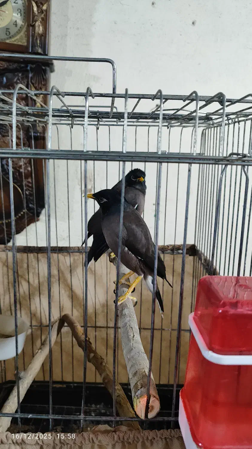 مینا سخنگو|پرنده|بومهن, |دیوار