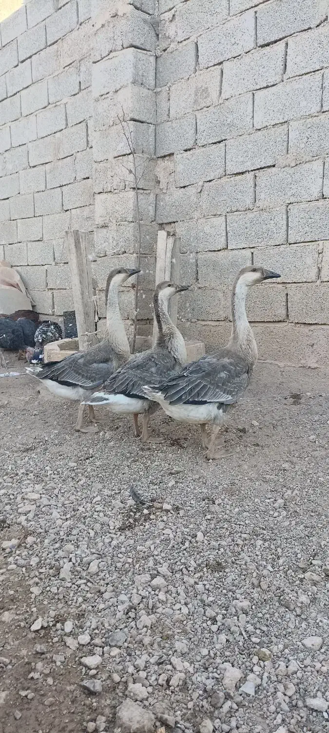 جوجه قوغاز اصیل اوکراینی|حیوانات مزرعه|قزوین, |دیوار