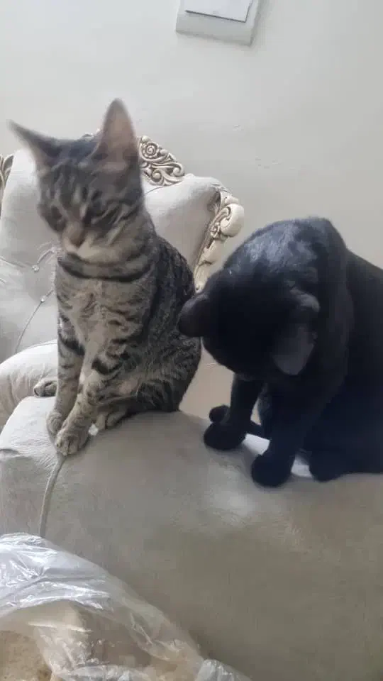 پت خانگی|گربه|تهران, خرمشهر|دیوار