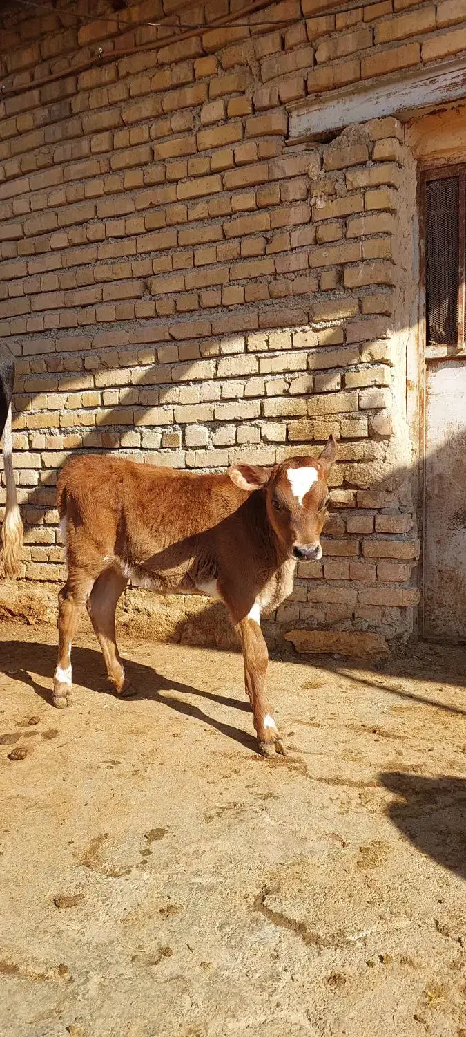 گوساله مادهجرسی|حیوانات مزرعه|ماهیدشت, |دیوار